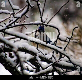 Un Robin seduto da solo dopo un mese di aprile la neve e il ghiaccio Storm nel Michigan del Nord Foto Stock