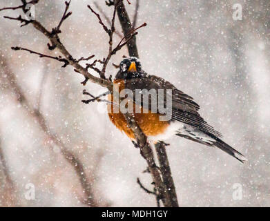 Un Robin seduto da solo dopo un mese di aprile la neve e il ghiaccio Storm nel Michigan del Nord Foto Stock