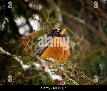 Un Robin seduto da solo dopo un mese di aprile la neve e il ghiaccio Storm nel Michigan del Nord Foto Stock