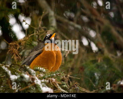 Un Robin seduto da solo dopo un mese di aprile la neve e il ghiaccio Storm nel Michigan del Nord Foto Stock