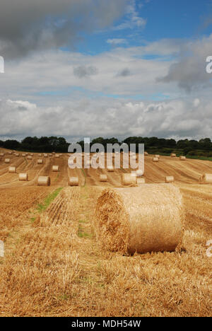 I campi di raccolta con balle di paglia fieno o orzo in Repubblica di Irlanda Foto Stock