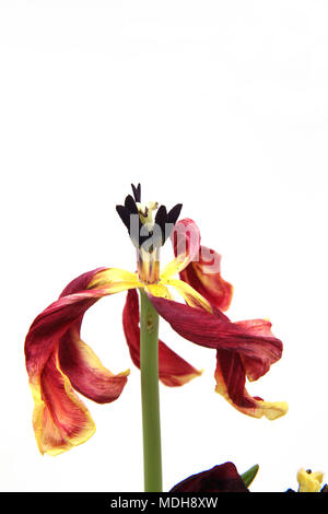 Morto Tulip Foto Stock