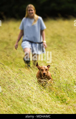 Vizsla ungherese running da donna in campo verso la videocamera; Reigate, Surrey, Inghilterra Foto Stock