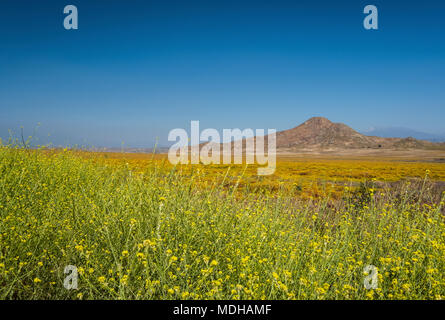 Il giallo di fiori di campo in un campo nel lago Perris membro Recreation Area, Riverside County, California, Stati Uniti d'America Foto Stock