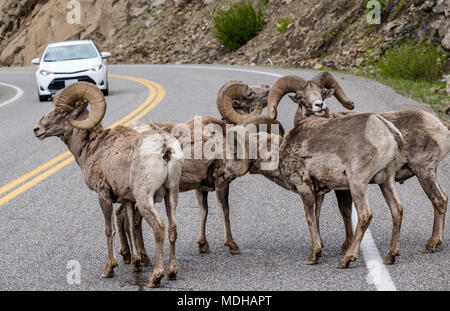 Bighorn (Ovis canadensis) bloccando il traffico su una strada nel Parco Nazionale di Yellowstone; Wyoming, Stati Uniti d'America Foto Stock