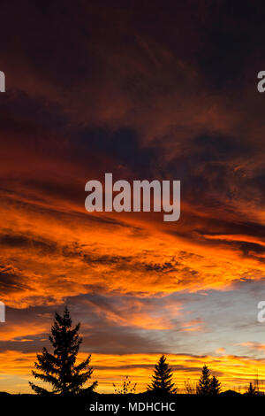 Drammatica colorate formazioni di nubi al tramonto con silhouette di alberi sempreverdi; Calgary, Alberta, Canada Foto Stock