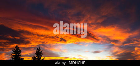 Drammatica colorate formazioni di nubi al tramonto con silhouette di alberi sempreverdi; Calgary, Alberta, Canada Foto Stock