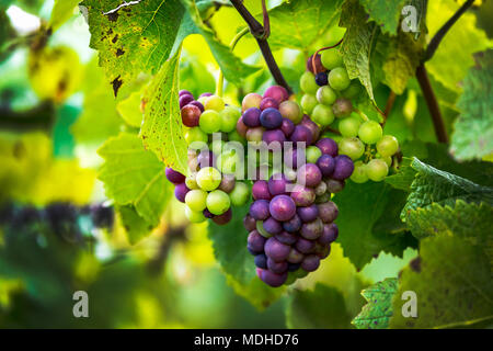 Close-up di un mix di mature e frutti immaturi grappoli di uva appeso dal vitigno; Caldaro, Bolzano, Italia Foto Stock