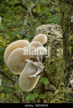 La porcellana di funghi (Oudemansiella mucida) crescono fuori dalla corteccia di un albero; Scottish Borders, Scozia Foto Stock