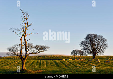 Pecore al pascolo in un campo al tramonto con un cielo azzurro, vicino Shilbottle; Northumberland, Inghilterra Foto Stock