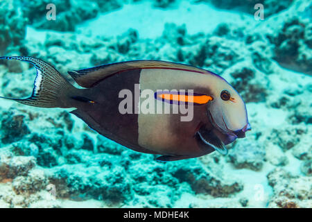 Orangeband Surgeonfish (Acanthurus olivaceus) fotografato mentre scuba diving lungo la costa di Kona; Isola delle Hawaii, Hawaii, Stati Uniti d'America Foto Stock