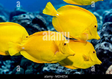 La linguetta gialla (Zebrasoma flavescens) la scuola fuori dalla costa di Kona; Isola delle Hawaii, Hawaii, Stati Uniti d'America Foto Stock