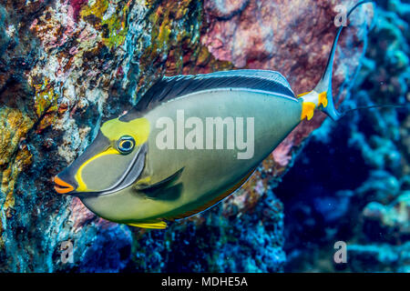 Orangespine Unicornfish (Naso lituratus) fotografato mentre scuba diving della costa di Kona; Isola delle Hawaii, Stati Uniti d'America Foto Stock