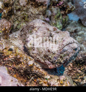 Diavolo Scorfani (Scorpaenopsis diabolus) pronto per ambush è preda fuori della costa di Kona; Isola delle Hawaii, Hawaii, Stati Uniti d'America Foto Stock