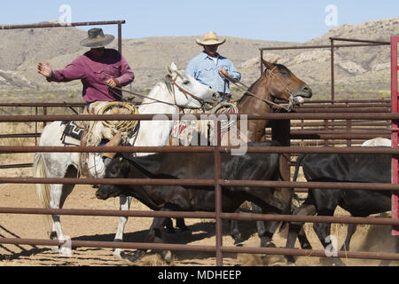 Cowboys bovini di guida ad una penna prima della spedizione in un West Texas ranch. Foto Stock