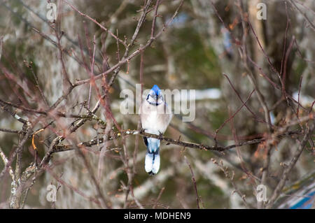 Un Blue Jay si siede da solo dopo una tempesta di aprile Foto Stock
