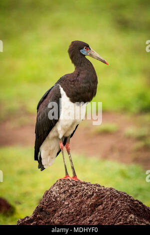 La Abdim stork (Ciconia abdimii) su termite mound rivolto verso destra; Tanzania Foto Stock