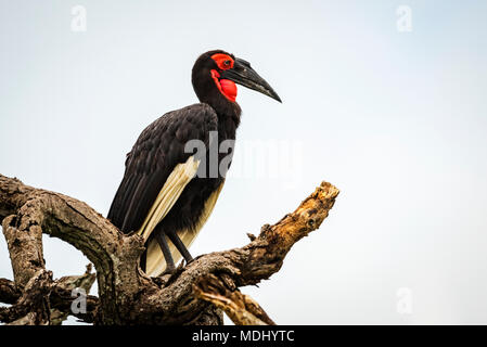 Massa meridionale hornbill (Bucorvus leadbeateri) su twisted ramo morto, Parco Nazionale di Tarangire e; Tanzania Foto Stock