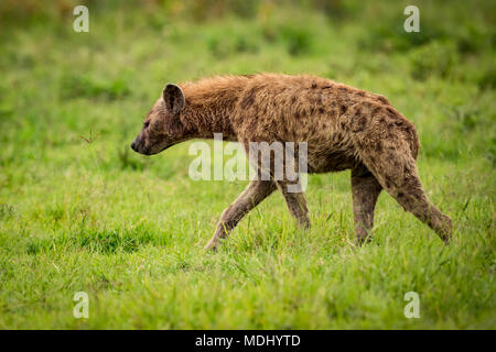 Spotted hyena (Crocuta crocuta) passeggiate attraverso prati in profilo, il cratere di Ngorongoro; Tanzania Foto Stock
