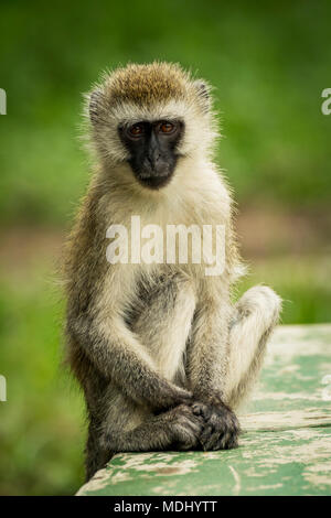 Una scimmia vervet (Chlorocobus pygerythrus) si siede su una parete dipinta di verde guardando la telecamera con le mani che poggiano ai piedi. Ha un occhio marrone... Foto Stock