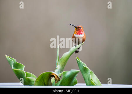 Appollaiato maschio Rufous hummingbird (Selasphorus rufus) su una foglia di tulip; Olympia, Washington, Stati Uniti d'America Foto Stock