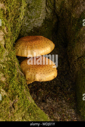 I funghi che crescono su base di un albero coperto di Moss; Northumberland, Inghilterra Foto Stock