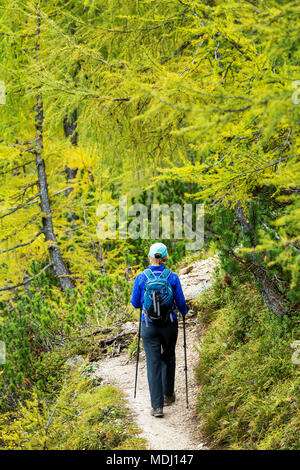Escursionista femmina lungo il sentiero alpino con colori autunnali; Sesto, Bolzano, Italia Foto Stock