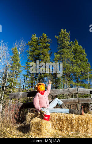 Divertente halloween manichino seduto sulla balla di fieno con testa di zucca e recinzione di legno; Bragg Creek, Alberta, Canada Foto Stock