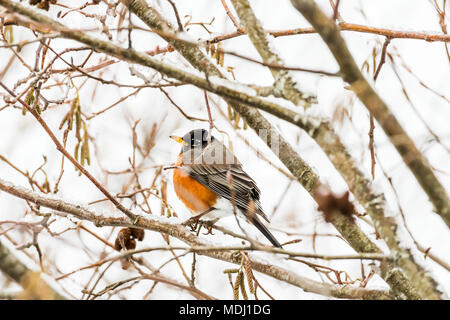 Un Americano Robin (Turdus migratorius) posatoi in una Red Alder (Alnus rubra) tree in un mattino nevoso; Astoria, Oregon, Stati Uniti d'America Foto Stock