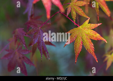 La rugiada brilla su Acero giapponese (Acer palmatum) foglie; Astoria, Oregon, Stati Uniti d'America Foto Stock