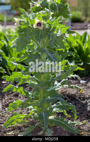 Henbane, Bolmört (Hyoscyamus niger) Foto Stock