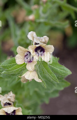 Henbane, Bolmört (Hyoscyamus niger) Foto Stock