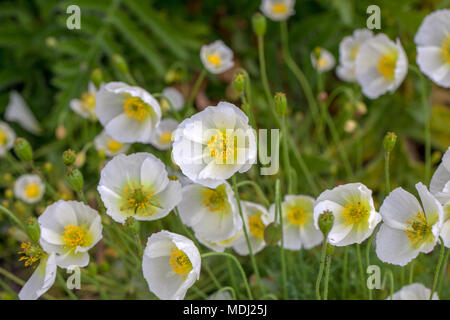 Papavero alpino, Alpvallmo (Papaver alpinum) Foto Stock