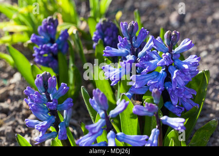 Giacinto comune, Hyacint (Hyacinthus orientalis) Foto Stock