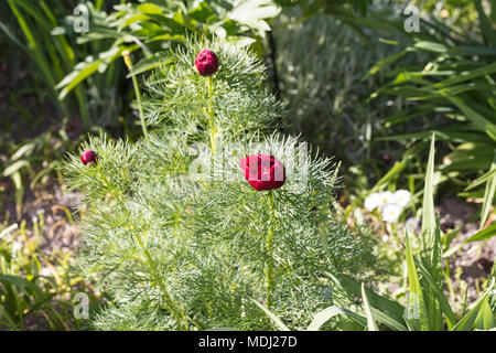 "Plena' Fernleaf doppia Peonia, Dillpion (Paeonia tenuifolia) Foto Stock