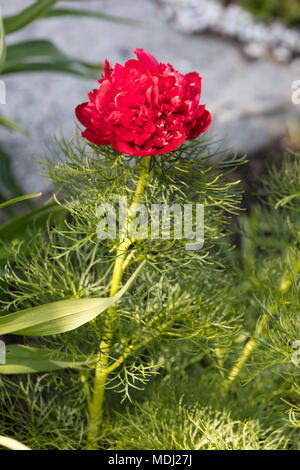 "Plena' Fernleaf doppia Peonia, Dillpion (Paeonia tenuifolia) Foto Stock
