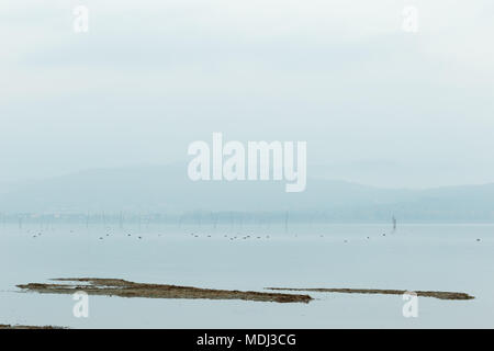 Vista minimalista del Trasimeno lake shore all'alba con tonalità morbide Foto Stock