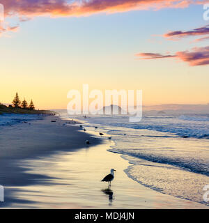 Un gabbiano mare sulla spiaggia di Papamoa beach, Mount Maunganui Foto Stock