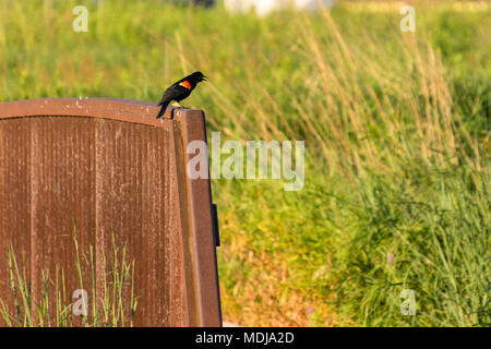 Redwing black bird arroccato su un ponte a cantare Foto Stock