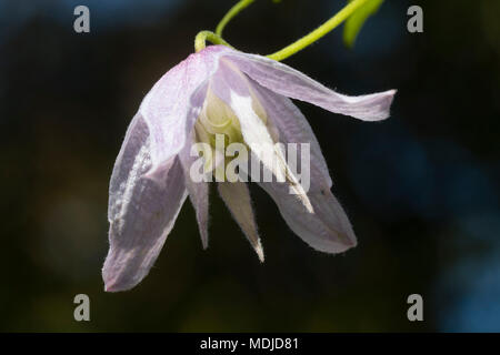 Unico fiore della molla fioritura woody scalatore, Clematis macropetala "speranza" Foto Stock