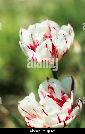 Due di colore rosso e bianco tulipani contro erba sfocata Foto Stock