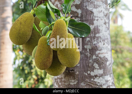 Close-up di diverse jackfruits selvatico (Artocarpus heterophyllus) (noto anche come jack tree, fenne, jakfruit, jack o jak) appeso a un albero in Laos. Foto Stock