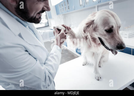 Piacevole cute cane dando la sua zampata Foto Stock