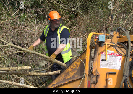 Lumberjack, albero chirurgo in piena correggere gli indumenti di protezione alimentazione di legname abbattuto in un bosco chipping macchina Foto Stock