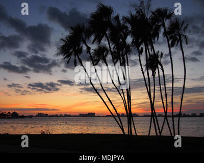 Stagliano palme al tramonto, Clearwater, Florida, Stati Uniti d'America 2017 © Katharine Andriotis Foto Stock