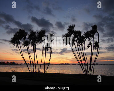 Stagliano palme al tramonto, Clearwater, Florida, Stati Uniti d'America 2017 © Katharine Andriotis Foto Stock