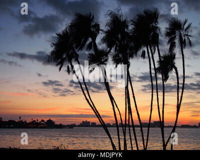 Stagliano palme al tramonto, Clearwater, Florida, Stati Uniti d'America 2017 © Katharine Andriotis Foto Stock