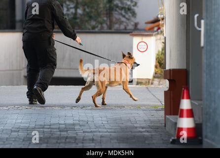 Il 20 aprile 2018, Germania, Celle: un cane di polizia sniffs fuori l'area intorno alla corte trhe dove tre Al-Nusra sospetti membri anteriore sono in fase di sperimentazione. I tre fratelli siriano venuto in Germania come rifugiati e sono ora imputata di aver aderito all'Salafist jihadista organizzazione terroristica. Foto: Julian Stratenschulte/dpa Foto Stock