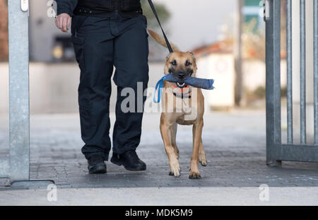 Il 20 aprile 2018, Germania, Celle: un cane di polizia sniffs fuori l'area intorno alla corte trhe dove tre Al-Nusra sospetti membri anteriore sono in fase di sperimentazione. I tre fratelli siriano venuto in Germania come rifugiati e sono ora imputata di aver aderito all'Salafist jihadista organizzazione terroristica. Foto: Julian Stratenschulte/dpa Foto Stock