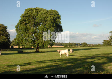 Due mucche bianche o bestiame in campo verde con un grande albero su una giornata d'estate Foto Stock